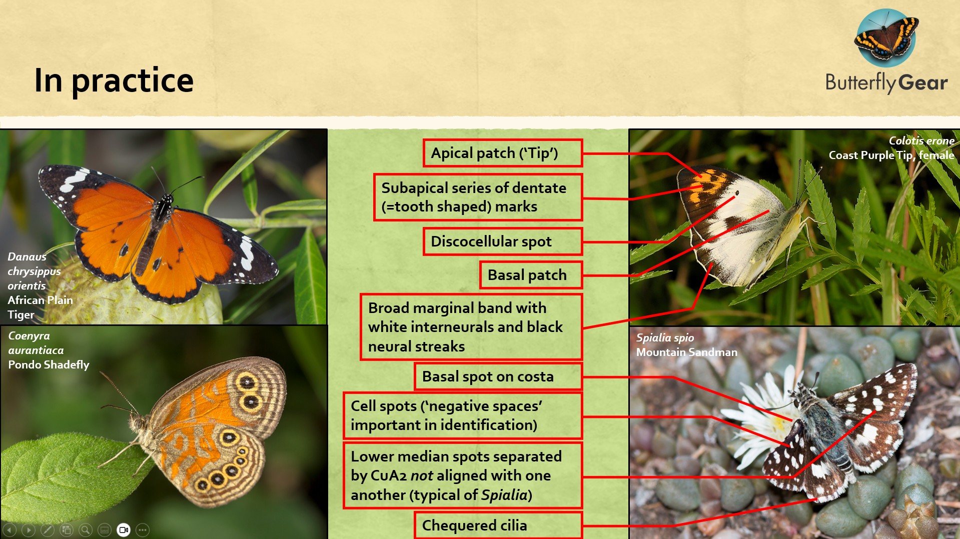 Recognition cues slide 31