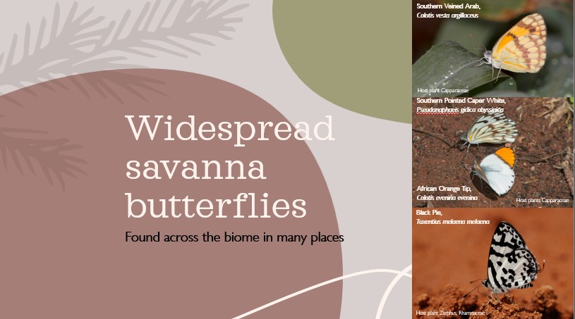 Savanna Butterflies slide 13